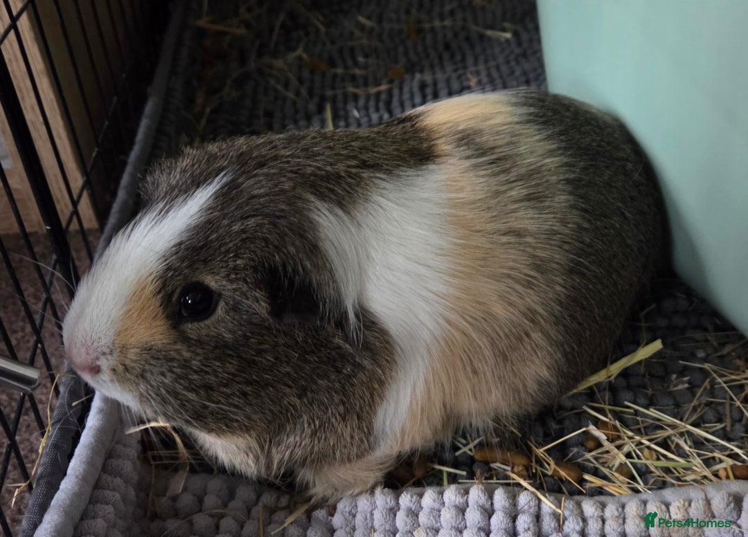 Guinea Pig rodents for sale: Male guinea pig  - Advert 1