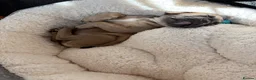 French Bulldog dogs for sale: 14 week old French bulldog puppy  in Sutton-in-Ashfield - Advert 7