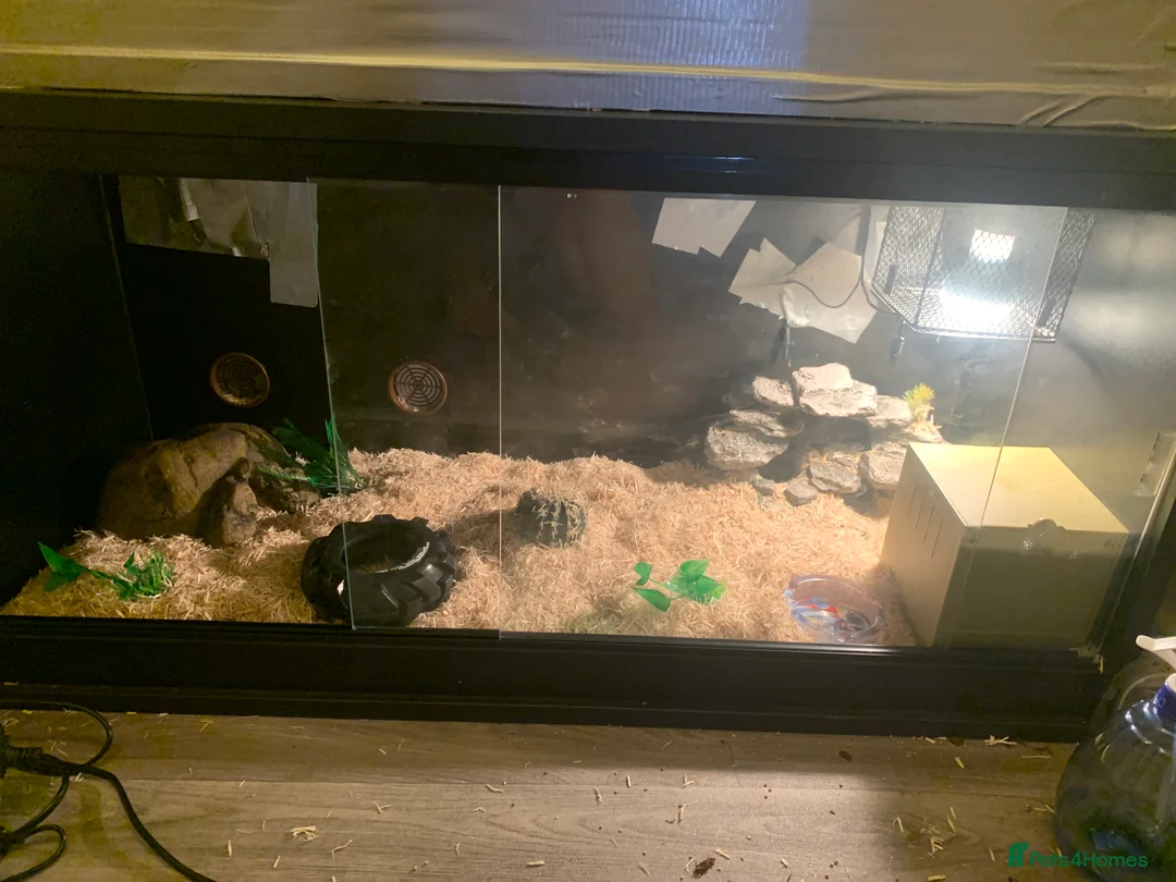 Corn Snake reptiles for sale: 10 month corn snake sunkist tetra morth  in Mansfield - Advert 2