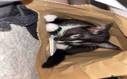Mixed Breed cats for sale: Kittens for sale  - Image 2