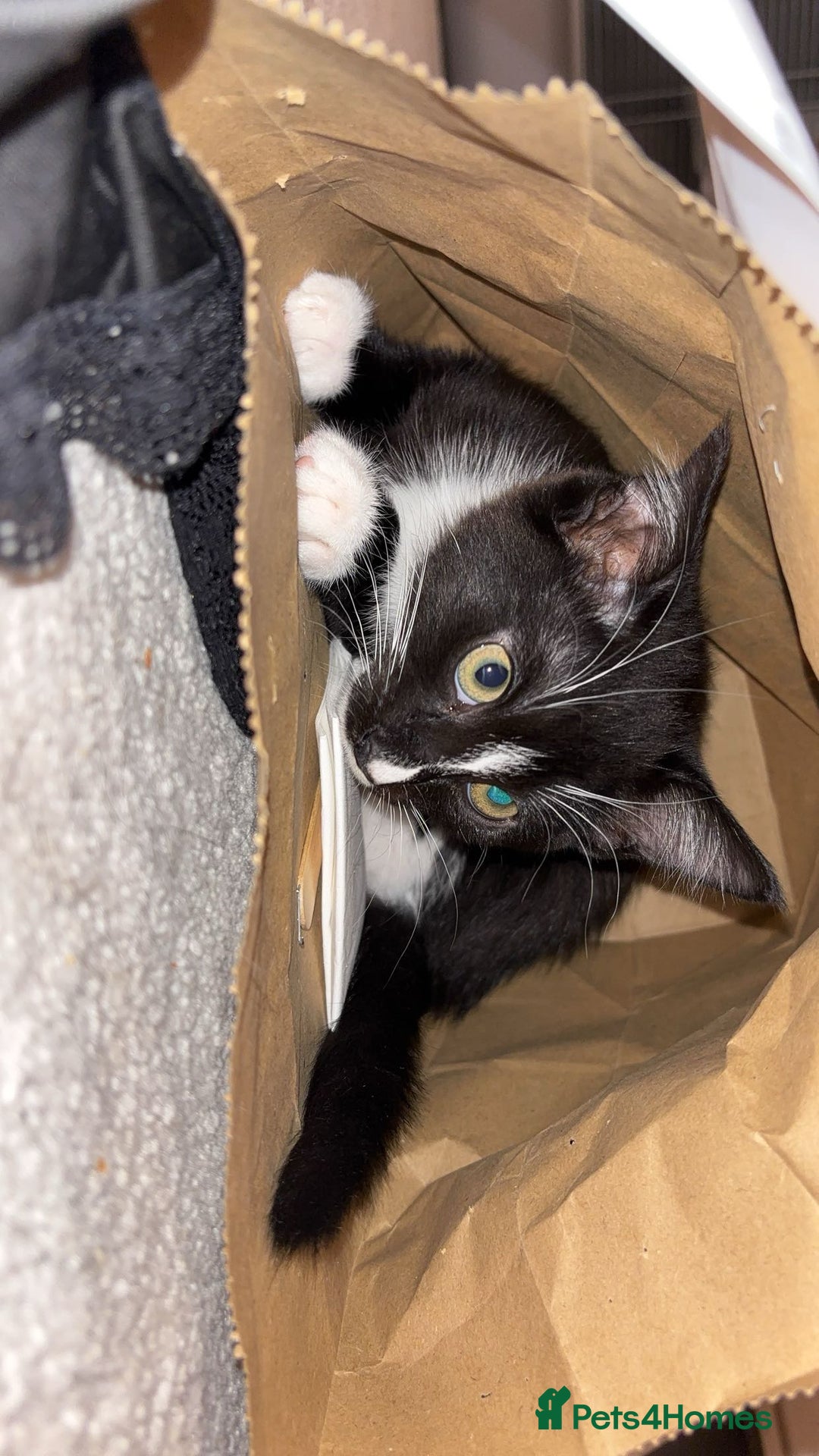 Mixed Breed cats for sale: Kittens for sale  - Image 2