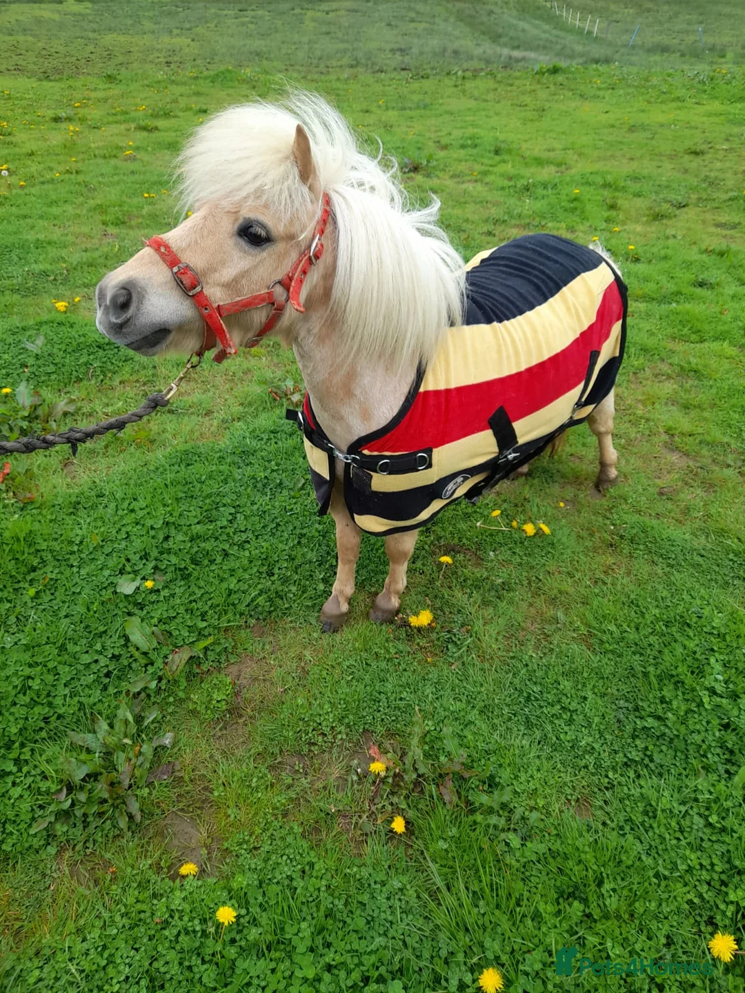 Shetland pony horses for sale: Loving pony looking for new home in Holsworthy - Advert 4