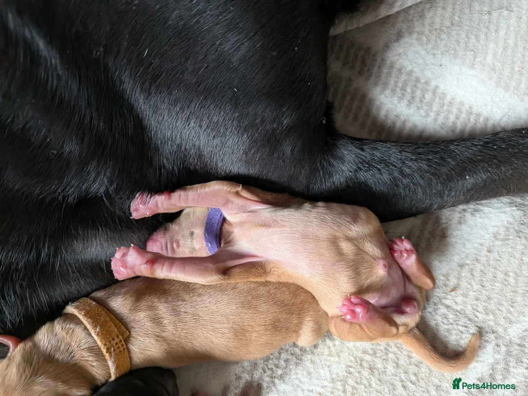 Labrador Retriever dogs for sale: Beautiful Labrador Puppies in Manchester - Advert 2