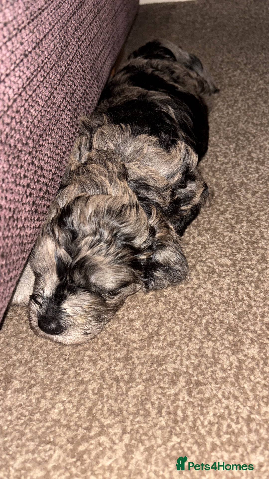 Goldendoodle dogs for sale: F1B Goldendoodle Puppies (SOLD) - Image 23