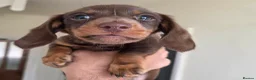 Miniature Dachshund dogs for sale: 6 gorgeous M Dachshunds - Advert 4