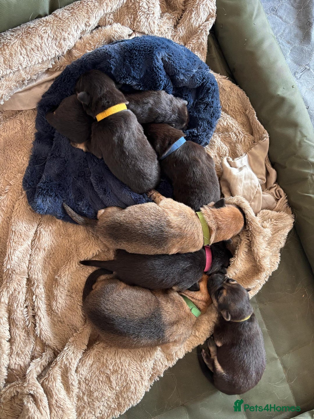 German Shepherd dogs for sale: German Shepard KC Reg Puppies in Scunthorpe - Image 7