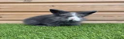 Lionhead rabbits for sale: Beautifully Bred Double Mane Lionhead Bunnies  - Advert 7