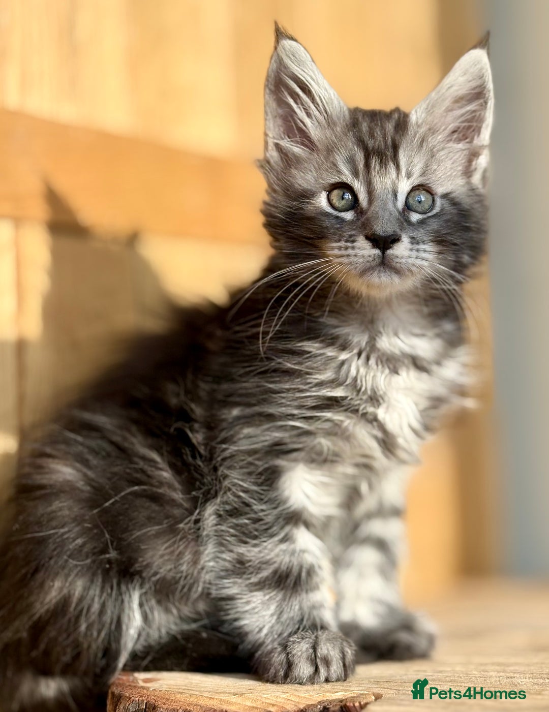 Maine Coon cats for sale: Maine Coon kittens - Advert 11