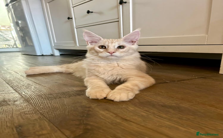 Maine Coon cats - Advert 1