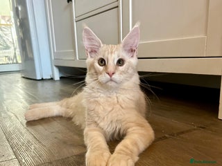 Maine Coon cats - Advert 1