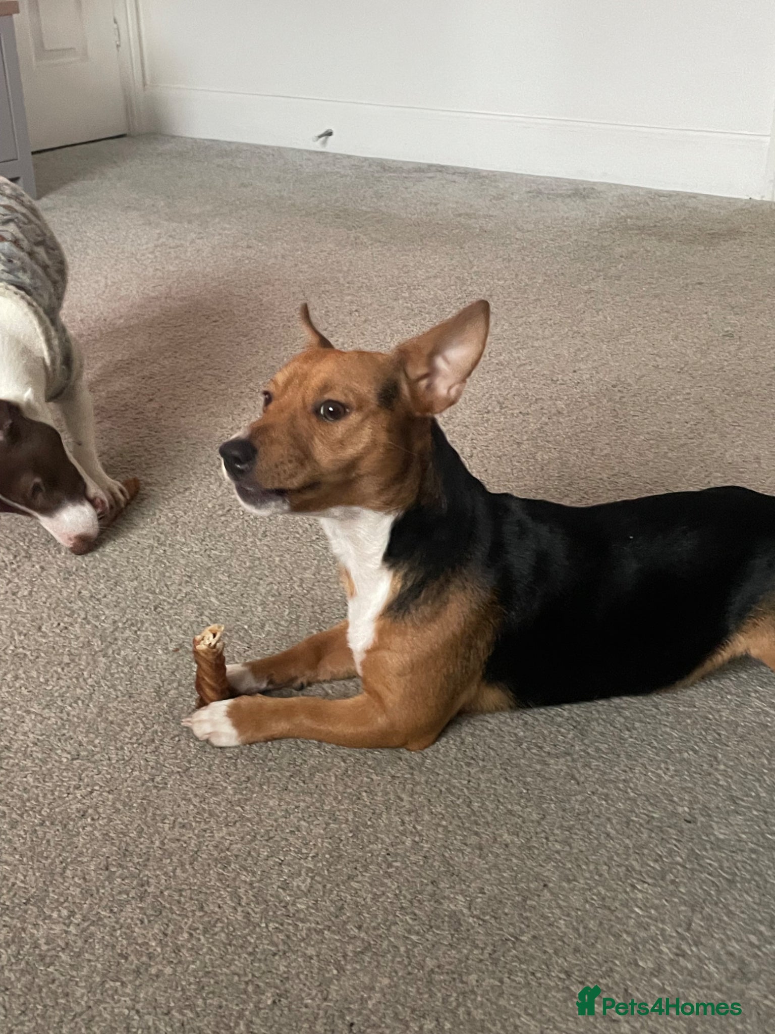 Jack Russell dogs for stud: Miniature Jack Russell for stud - Advert 2