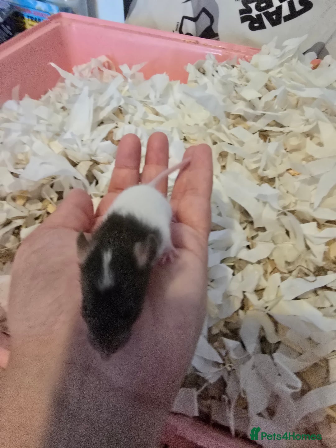 Rat rodents for sale: Male and female rats for sale - Image 4