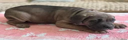 Cane Corso dogs for sale:  PREMIUM CHAMPION BLOODLINE CANE CORSO PUPPIES  - Advert 5