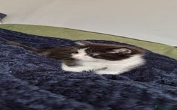 Mixed Breed cats for sale: Two gorgeous male kittens for sale. - Image 2