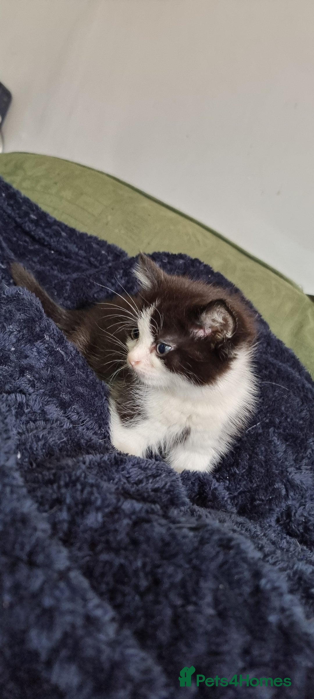 Mixed Breed cats for sale: Two gorgeous male kittens for sale. - Image 2