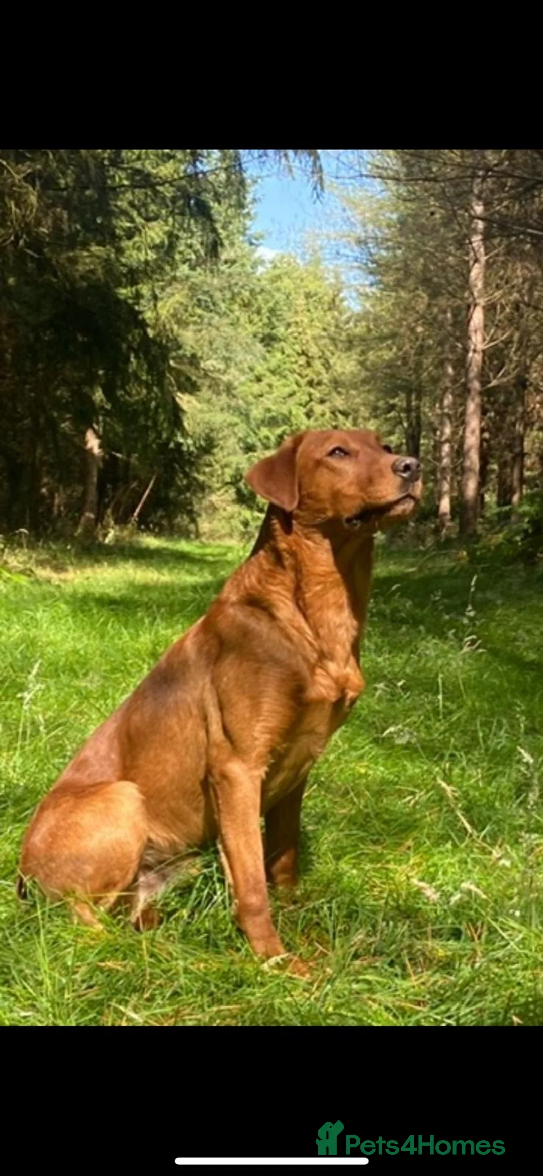 Labrador Retriever dogs for sale: Working Labrador's for sale.   - Advert 3