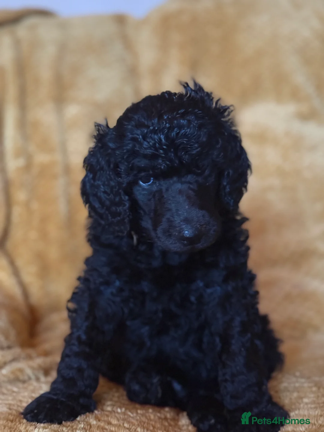 Standard Poodle dogs for sale: Silver & blue KC registered Standard Poodle Boys - Advert 12