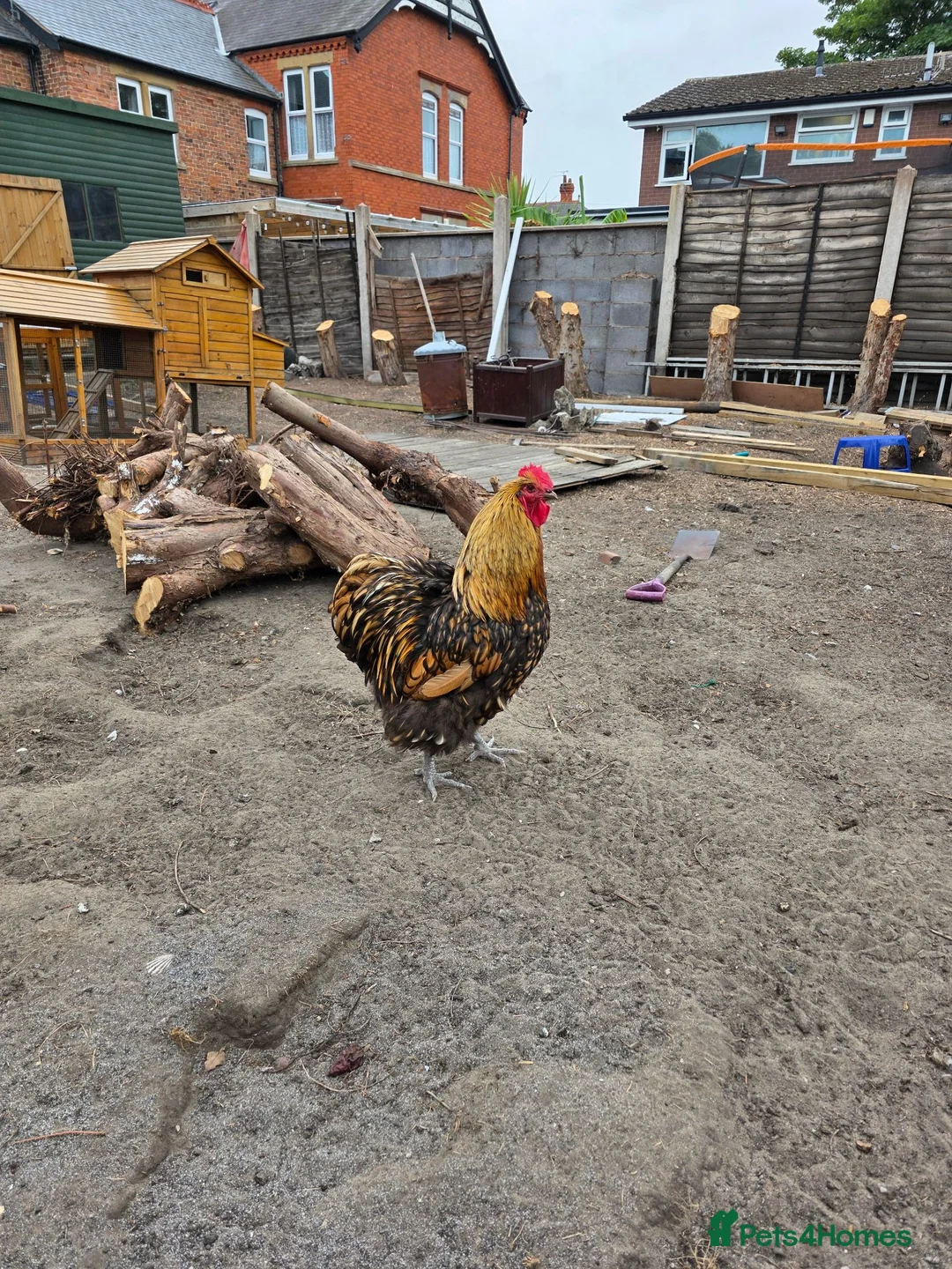 Chickens poultry for sale: Orpingtons/ hybrids/ wyandotte/leg bars & cockeral in Rhyl - Advert 16
