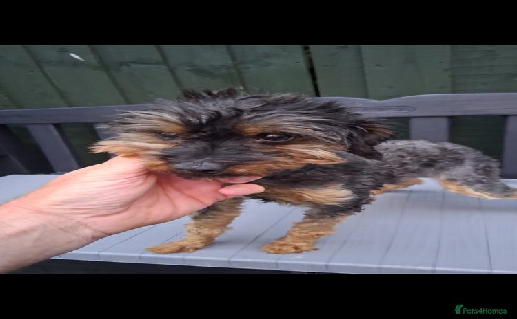 Yorkiepoo dogs - Advert 1