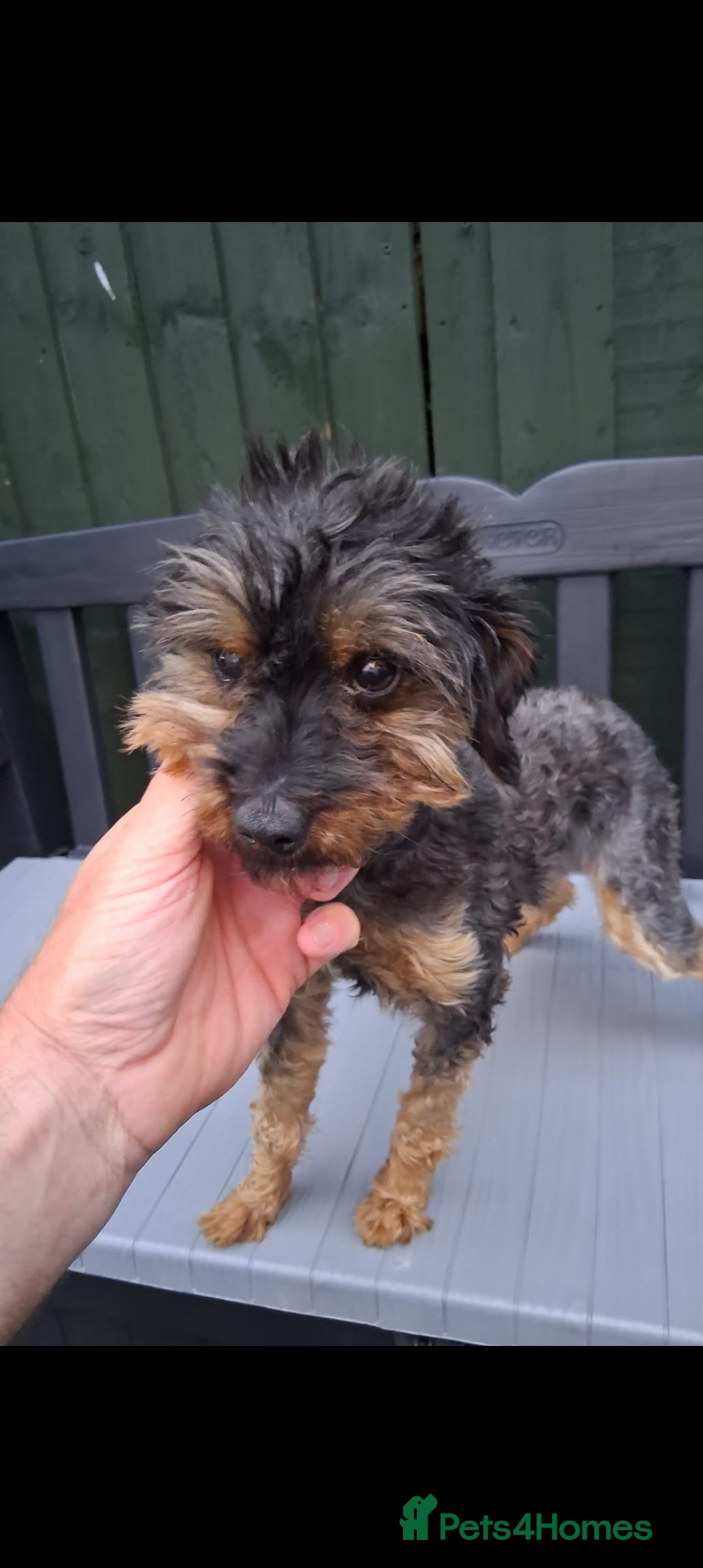 Yorkiepoo dogs for sale: Biewer yorkiepoo  - Image 1