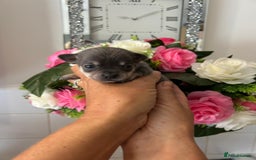 Chihuahua dogs for sale: Loving home needed🐶🐾🩷 - Image 4