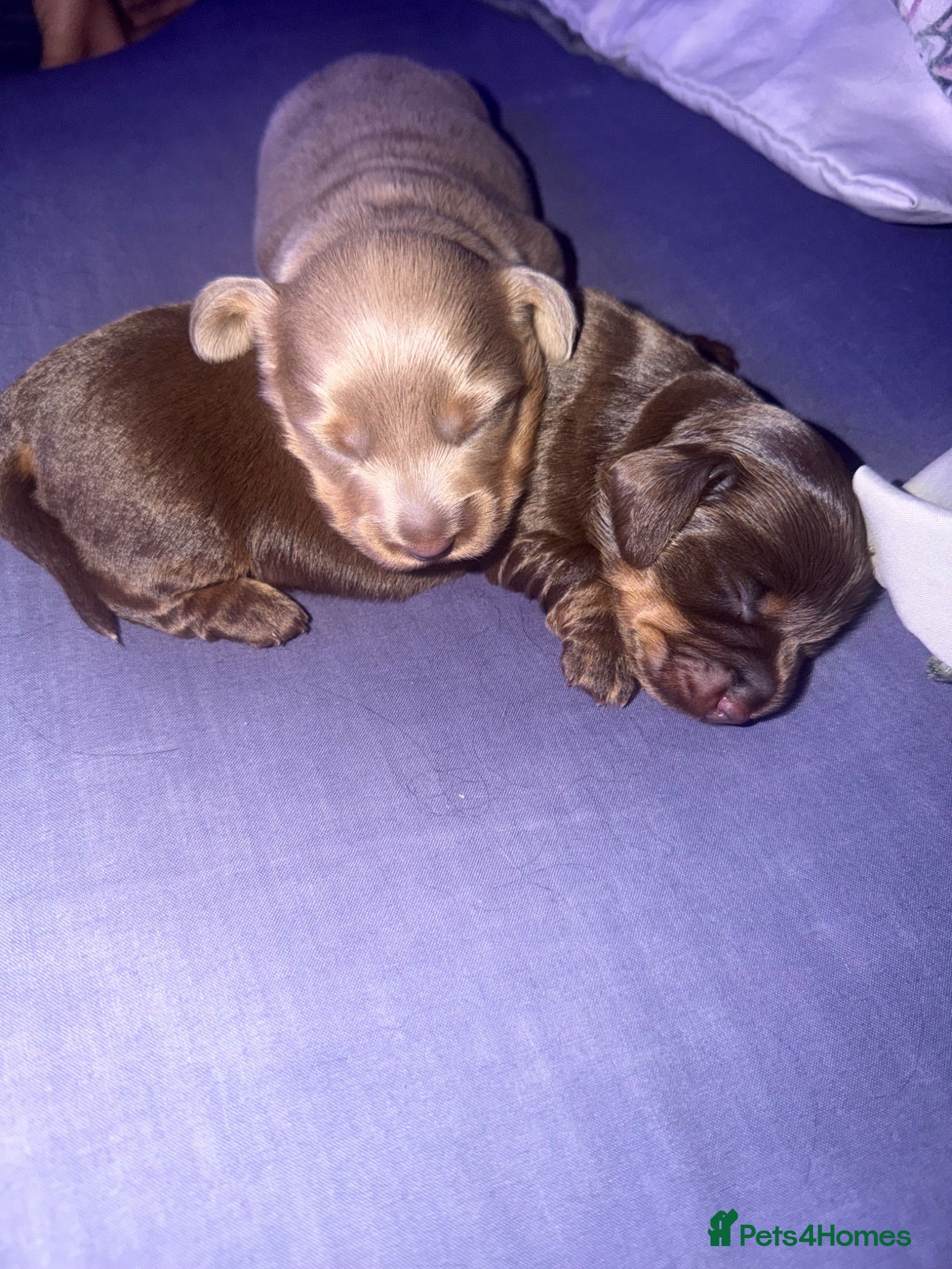 Miniature Dachshund dogs Long haired miniature dachshund x3 male - Advert 2