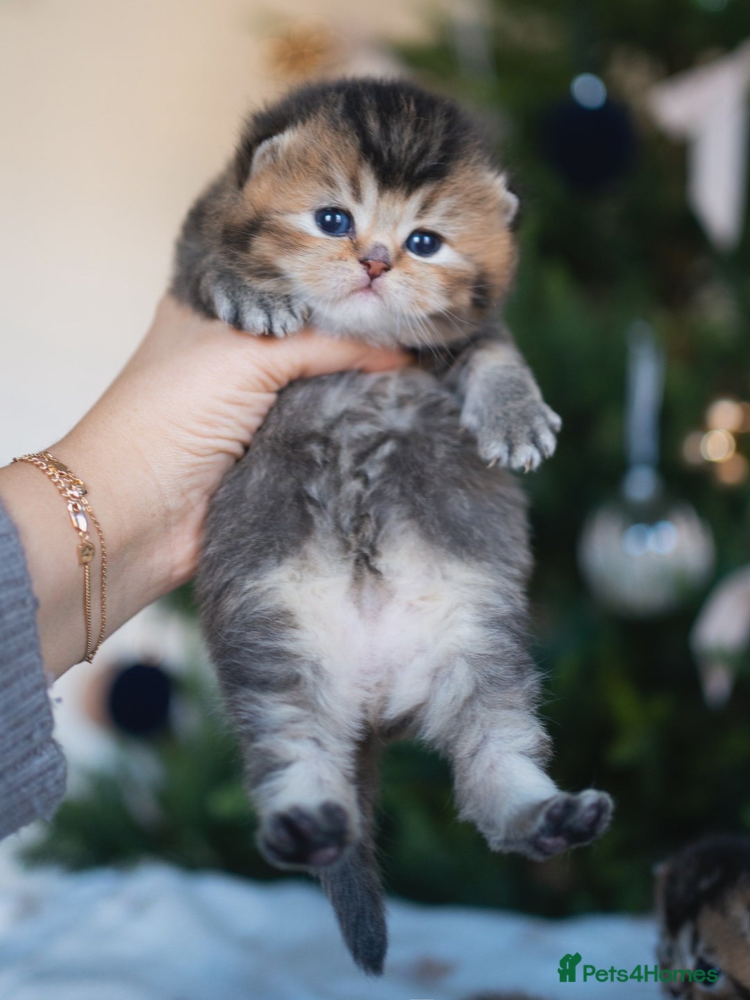 British Shorthair cats for sale: 1 girl available  - Advert 24