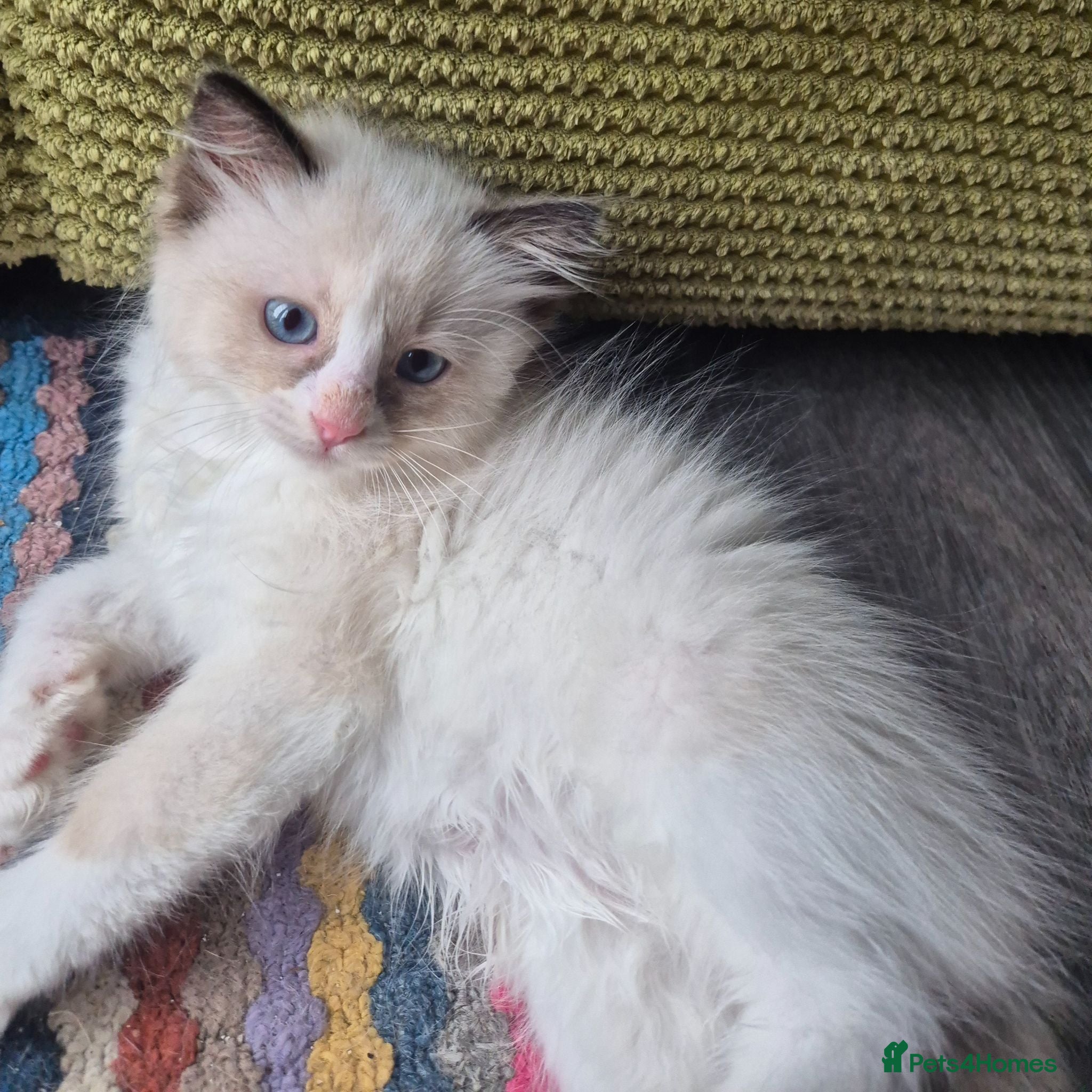 Ragdoll cats Beautiful Bi-Colour Ragdoll's - Advert 1