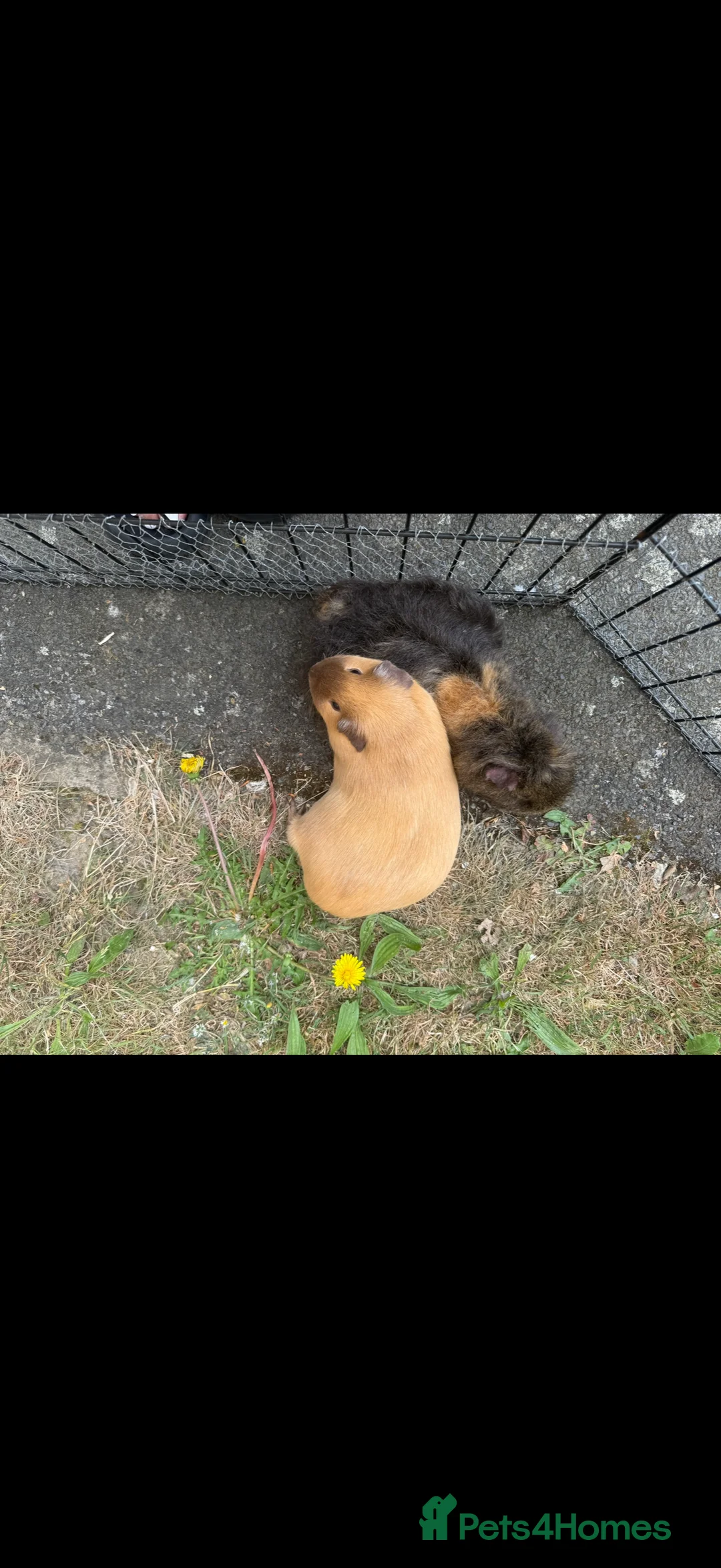 Guinea Pig rodents for sale: Californian female guinea pig  - Advert 3