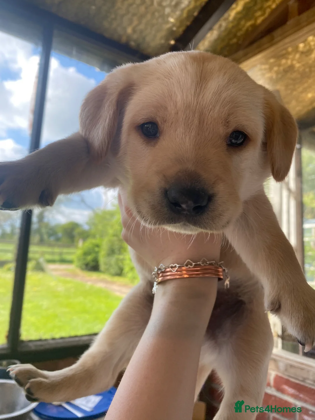 Labrador Retriever dogs for sale: Working Labrador puppy - Advert 2