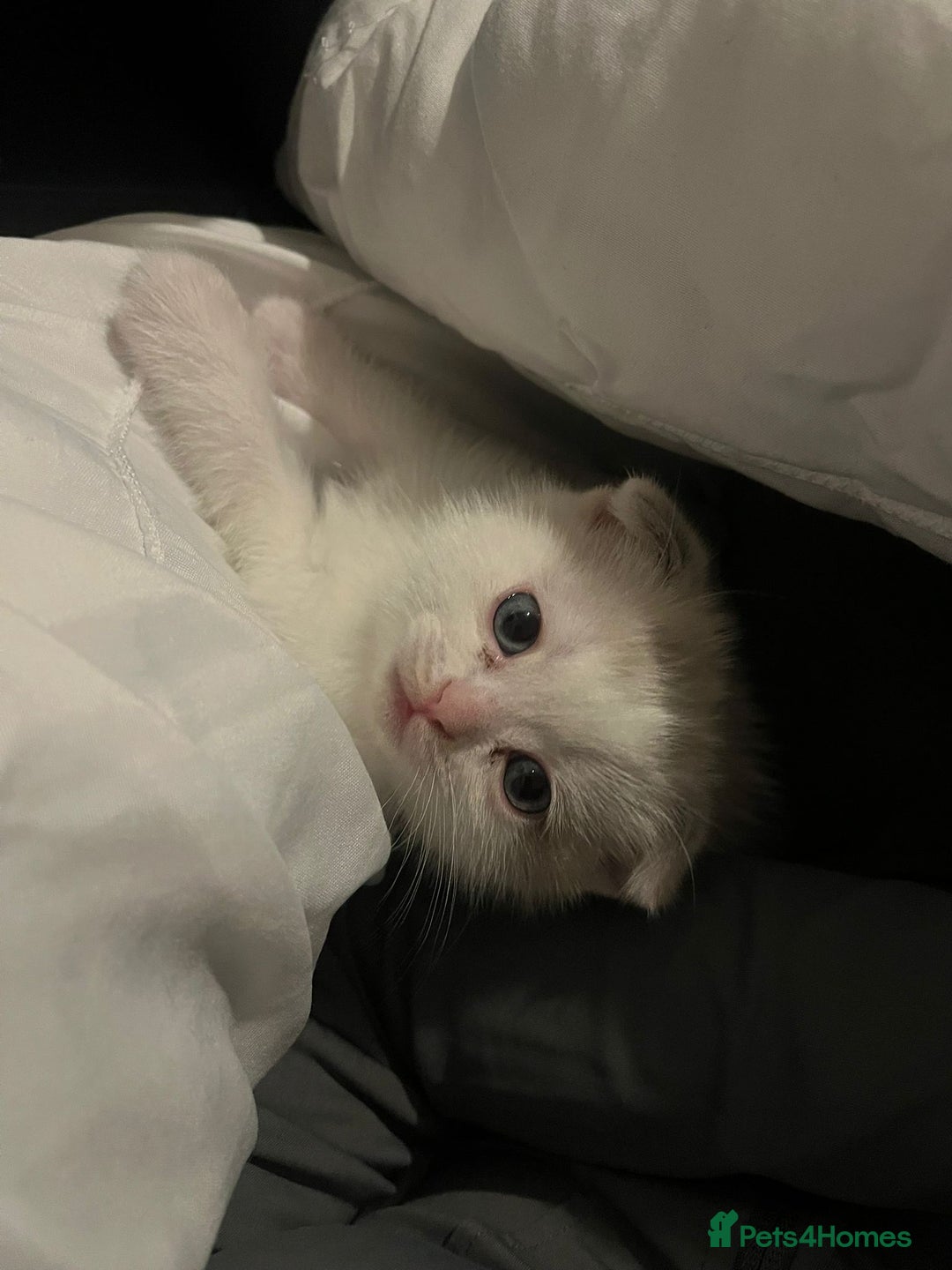 Scottish Fold cats for sale: Two beautiful kittens for sale - Advert 10