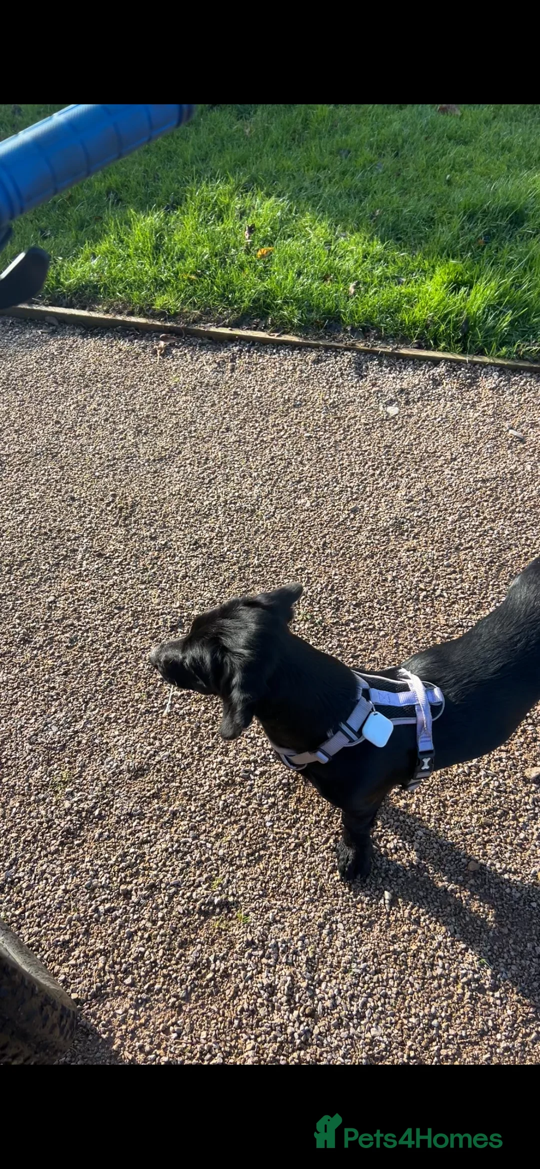 Mixed Breed dogs for sale: Looking for home  - Advert 9