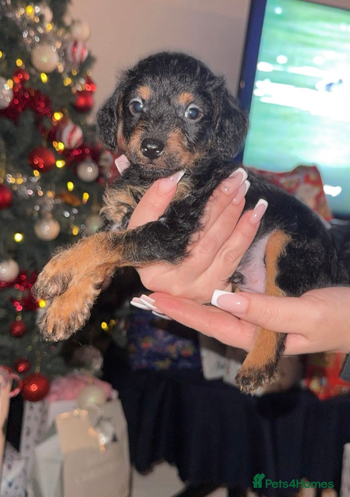 Mixed Breed dogs Patterpoos - Advert 5