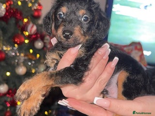 Mixed Breed dogs Patterpoos - Advert 5