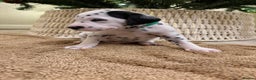 Dalmatian dogs for sale: 5 Generation KC Registered Dalmatians Boys - Advert 25