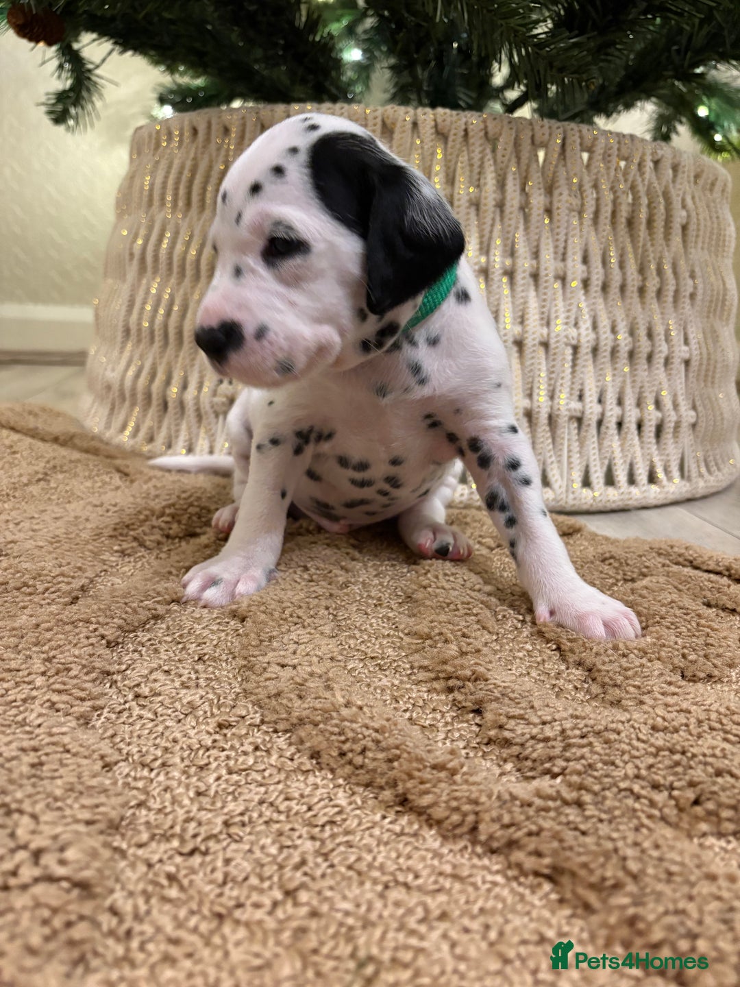Dalmatian dogs for sale: 5 Generation KC Registered Dalmatians Boys - Advert 25