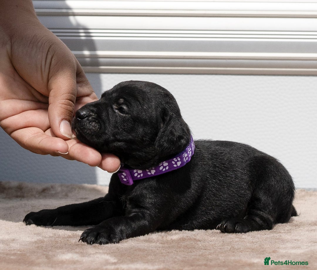 Patterdale Terrier dogs for sale: Strong and sturdy patterdale puppies  - Image 5