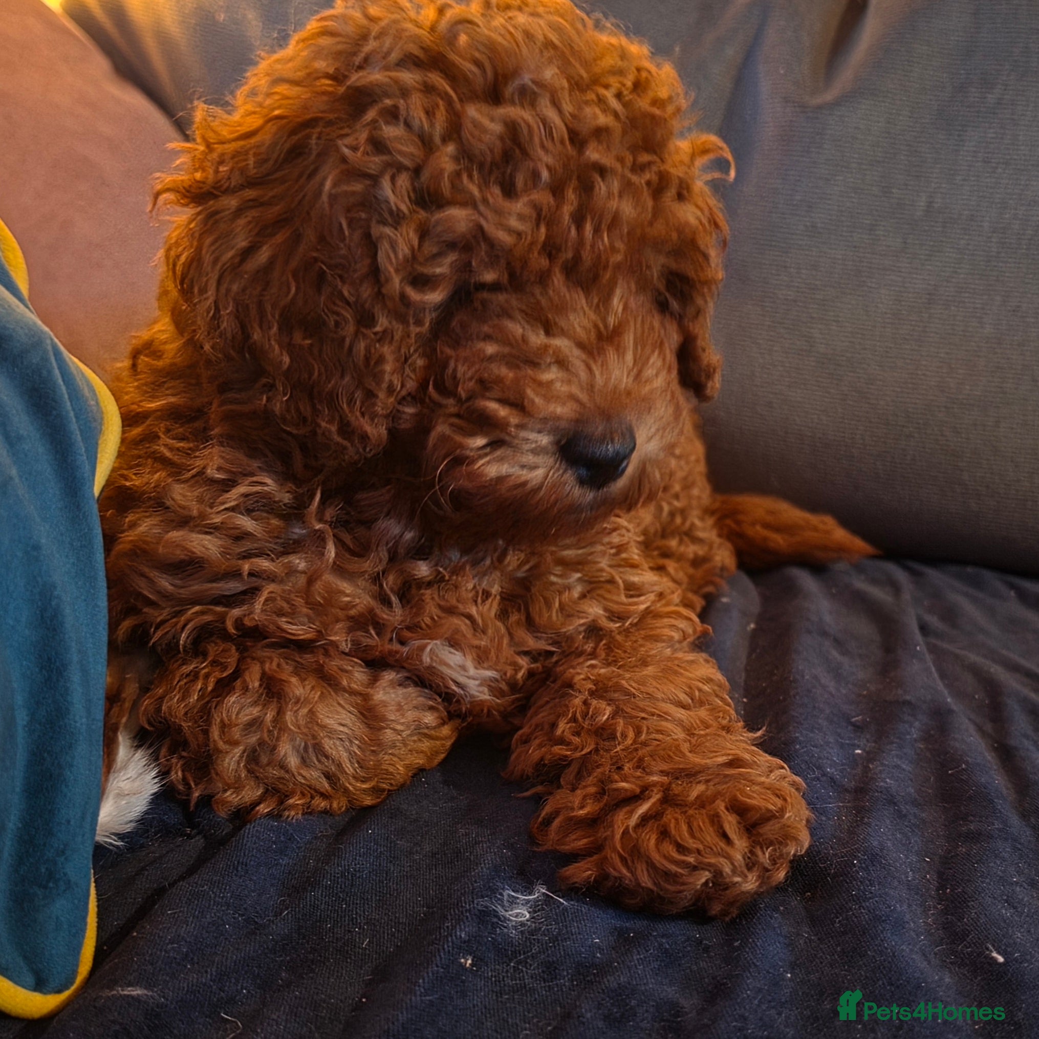 Toy Poodle dogs Fox red KC reg toy poodle 10 weks - Advert 2