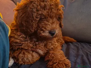 Toy Poodle dogs Fox red KC reg toy poodle 10 weks - Advert 2