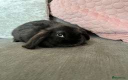 Mini Lop rabbits for sale: Beautiful mini lop rabbits for sale - Image 19