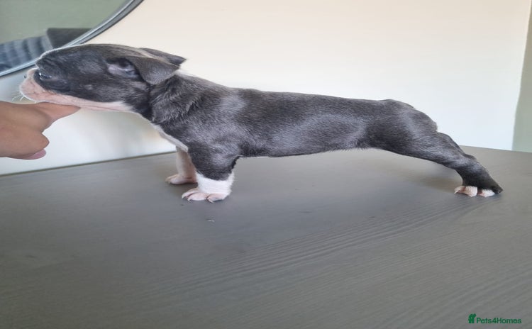 Boston Terrier dogs - Advert 1