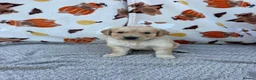 Golden Retriever dogs for sale: Beautiful golden retriever puppies - Advert 11