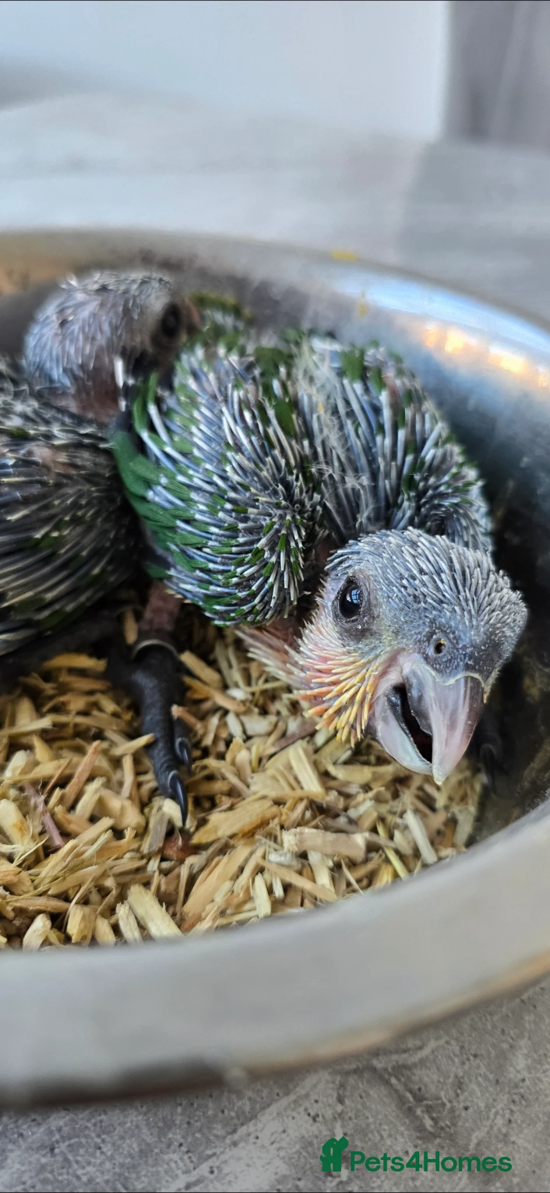 Parrots birds for sale: black headed Caiques hand reared babies  - Advert 8