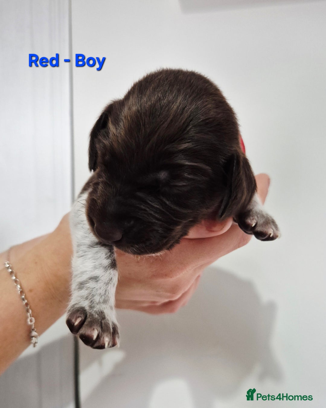 German Shorthaired Pointer dogs for sale: German Shorthaired Pointer/Irish Setter-Poinsetter - Image 23