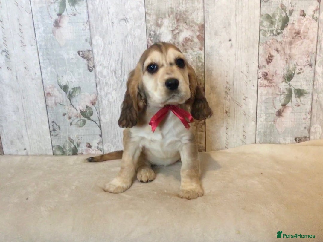 Mixed Breed dogs for sale: Adorable/ Social/Confident Cockalier pups - Advert 8