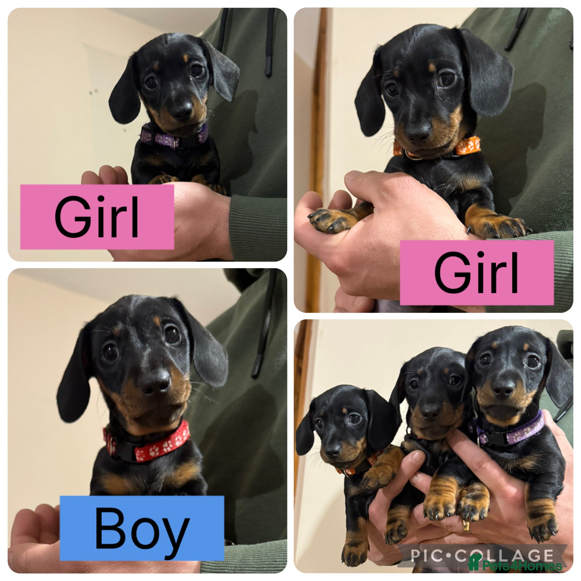 Miniature Dachshund dogs Ready to leave 11thJanBlack&tanMiniatureDachshund  - Advert 17