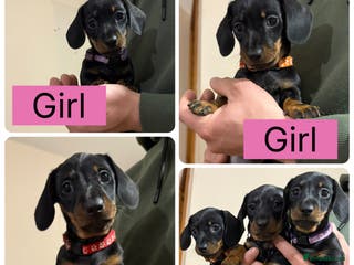 Miniature Dachshund dogs Ready to leave 11thJanBlack&tanMiniatureDachshund - Advert 13
