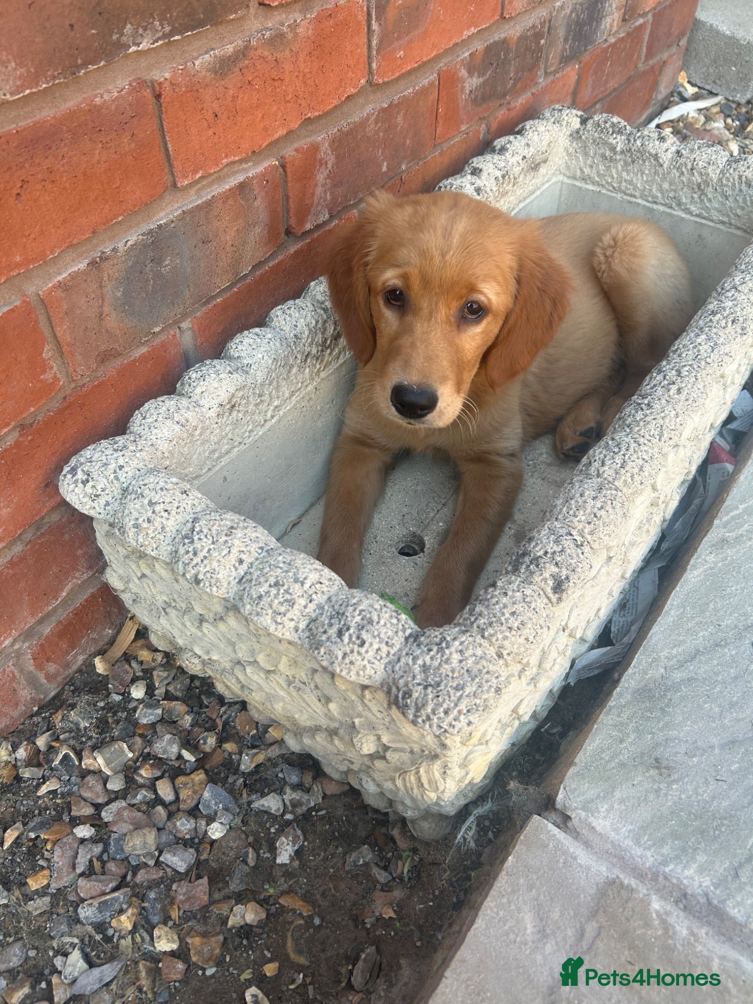 Golden Retriever dogs Quality KC Registered Golden Retriever Puppies - Advert 2