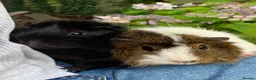 Guinea Pig rodents for sale: Two Male Guinea Pigs in Liskeard - Advert 6