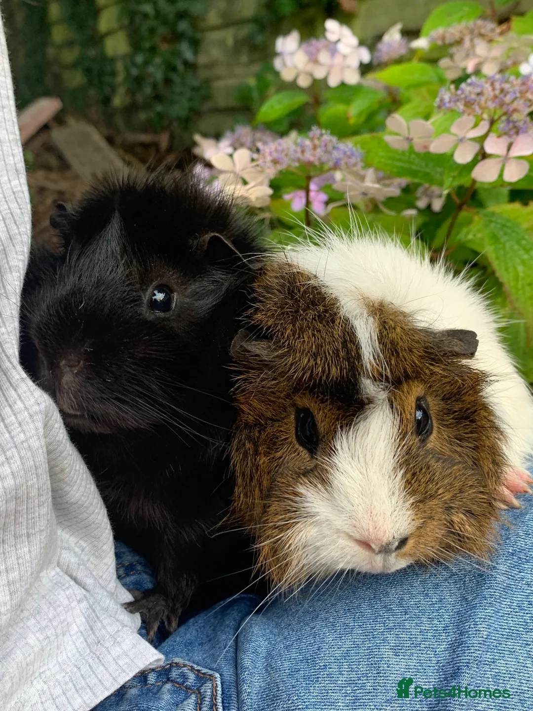Guinea Pig rodents for sale: Two Male Guinea Pigs in Liskeard - Advert 6